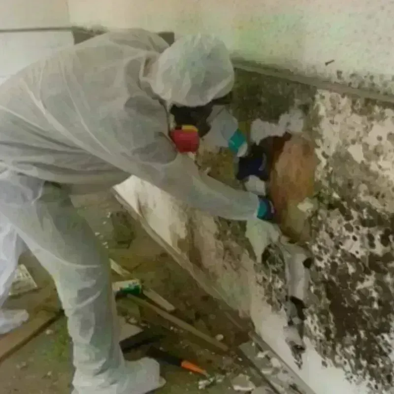 Mold Remediation and Removal in Wellesley, MA